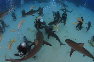 groupe plongeurs requins