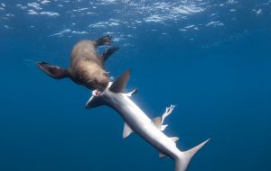 Seal kills and eats sharks - Never before seen photos of rare event hgm-press: Sharks are meant to be at the top of the food chain, but no one told this seal as he made five of them his dinner. The rare event was photographed for the fist time ever underwater by South African photographer Chris Fallows. Chris, who owns a shark diving company, was diving with guests of the coast of Cape Point in South Africa when he witnessed and photographed the unique event. The dive group had been looking for and soon found a group of blue sharks, all around 1.1 to 1.4 metres long, when "suddenly a large Cape fur seal arrived and proceeded to catch and kill it's first, then second shark," says Chris. He says the seal ate only the stomach and liver before moving onto its third and then its fourth shark. "It was terrible to watch." It appeared to be all over, but one hour later another blue shark arrived, which attracted the seal once again who quickly caught and killed it. "This was too much for us," Chris says, "we moved about three miles away. We certainly did not want to attract any more sharks to this seal." Chris says it is the second time he has seen a seal attacking and killing a blue shark, but he has never heard anyone else describe the event. He suspects that the seal only ate the stomach as it would have contained fish or squid, the seal's natural diet, and the liver would have been a good source of energy. "I guess it just ate the parts that gave it the most use." EXCLUSIVE PICTURES - PLEASE CALL FOR PRICING Copyright: hgm-press If interested in the pictures please contact: Alan Sparks - hgm-press mail: alan.sparks@hgm-press.de Phone +49 (0)30 8510590 Direct line +49 (0)30 85105924 Byline and/or web usage link must read HGM-PRESS. Failure to byline correctly will incur double the agreed fee.
