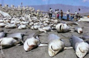 requins massacrés