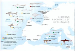 requins menacés